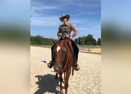 American Quarter Horse, Klacz, 10 lat, 163 cm, Ciemnokasztanowata