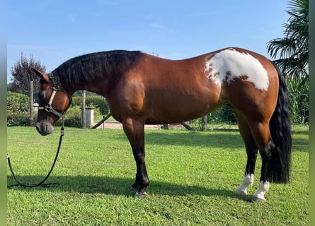 American Quarter Horse, Klacz, 10 lat, Ciemnogniada