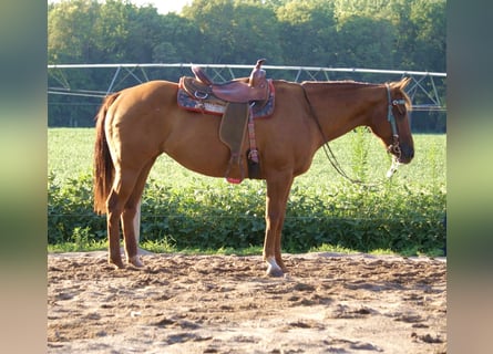 American Quarter Horse, Klacz, 10 lat, Cisawa