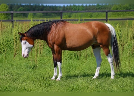 American Quarter Horse, Klacz, 11 lat, 147 cm, Gniada