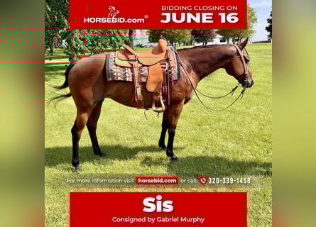American Quarter Horse, Klacz, 11 lat, 150 cm, Gniada