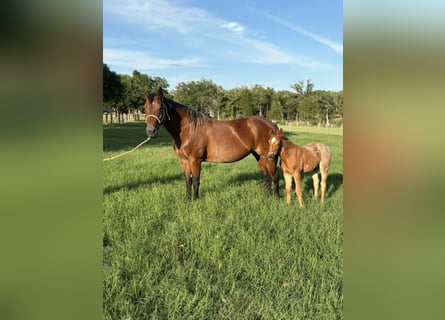 American Quarter Horse, Klacz, 11 lat, 150 cm, Gniada