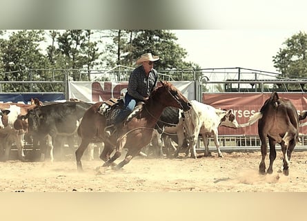American Quarter Horse, Klacz, 11 lat, 152 cm, Ciemnokasztanowata