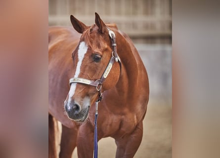 American Quarter Horse, Klacz, 11 lat, 156 cm, Kasztanowata