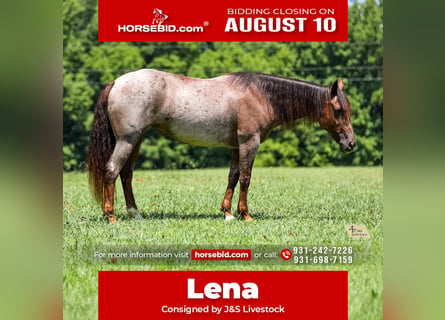 American Quarter Horse, Klacz, 11 lat, Gniadodereszowata