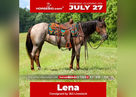 American Quarter Horse, Klacz, 11 lat, Gniadodereszowata