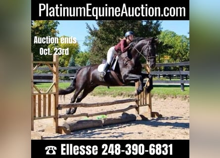 American Quarter Horse, Klacz, 11 lat, Kara