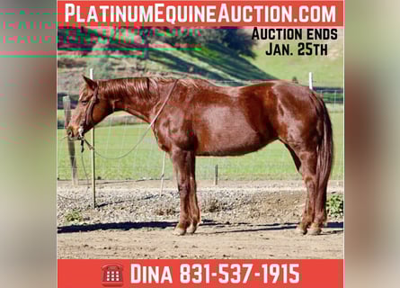 American Quarter Horse, Klacz, 12 lat, 147 cm, Ciemnokasztanowata