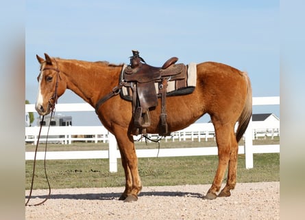 American Quarter Horse, Klacz, 12 lat, 147 cm, Izabelowata