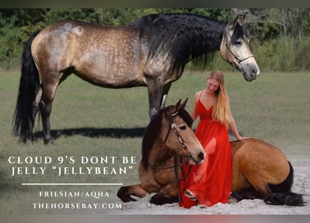 American Quarter Horse Mix, Klacz, 12 lat, 155 cm, Jelenia