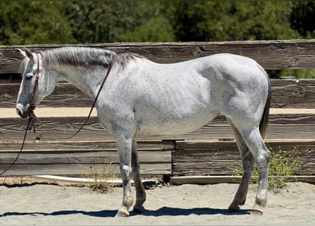 American Quarter Horse, Klacz, 12 lat, 157 cm, Siwa