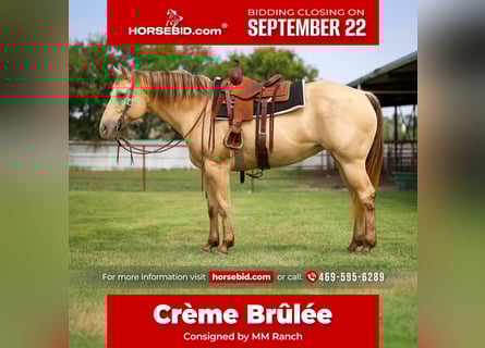 American Quarter Horse, Klacz, 12 lat, 163 cm, Szampańska