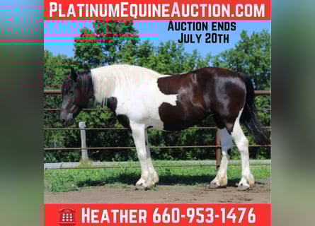 American Quarter Horse, Klacz, 12 lat, 170 cm, Tobiano wszelkich maści