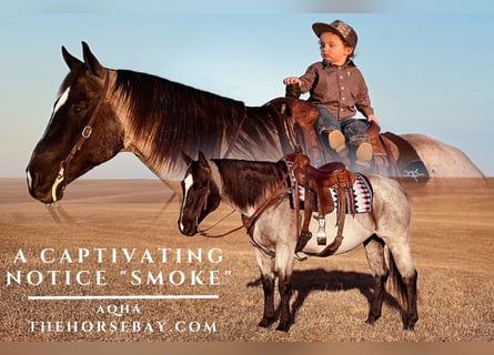 American Quarter Horse, Klacz, 12 lat, Gniadodereszowata