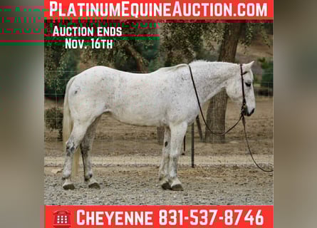 American Quarter Horse, Klacz, 13 lat, 147 cm, Siwa