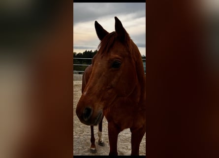 American Quarter Horse, Klacz, 13 lat, 150 cm, Kasztanowata