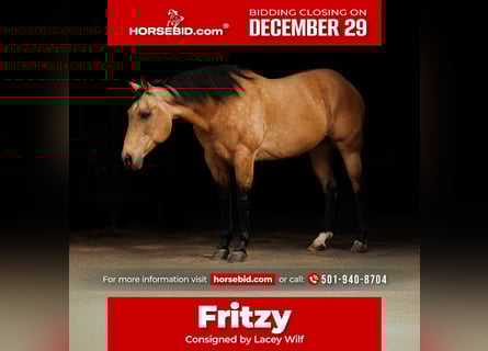 American Quarter Horse, Klacz, 13 lat, 152 cm, Jelenia