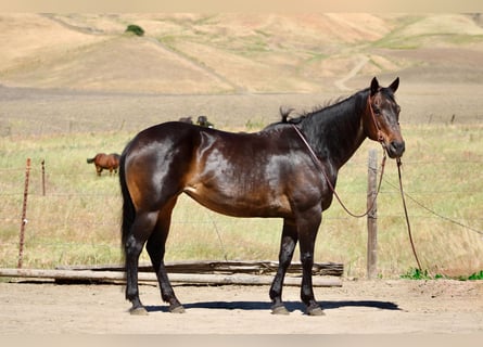 American Quarter Horse, Klacz, 13 lat, 155 cm, Gniada