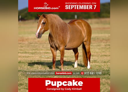 American Quarter Horse Mix, Klacz, 13 lat, Cisawa