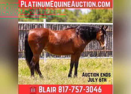 American Quarter Horse, Klacz, 13 lat, Gniada