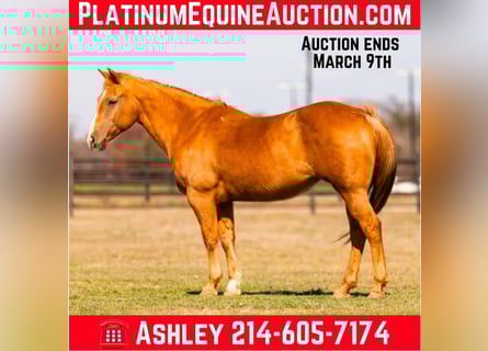 American Quarter Horse, Klacz, 13 lat, Izabelowata
