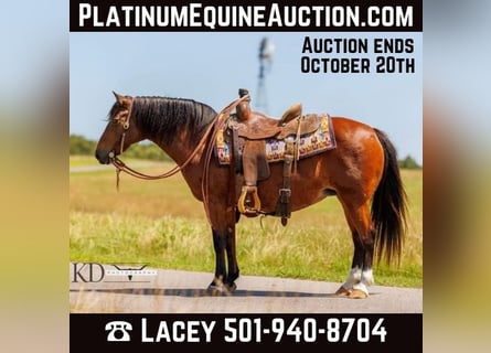 American Quarter Horse, Klacz, 14 lat, 124 cm, Gniada