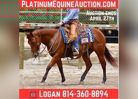 American Quarter Horse, Klacz, 14 lat, 147 cm, Gniada