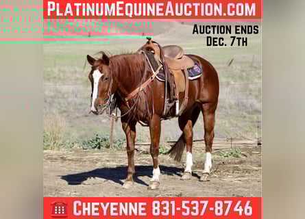 American Quarter Horse, Klacz, 14 lat, 150 cm, Ciemnokasztanowata