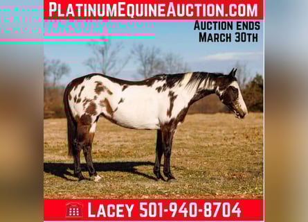 American Quarter Horse, Klacz, 14 lat, 150 cm, Overo wszelkich maści