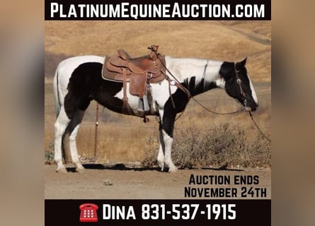 American Quarter Horse, Klacz, 14 lat, 152 cm, Tobiano wszelkich maści