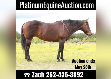 American Quarter Horse, Klacz, 14 lat, 157 cm, Gniada