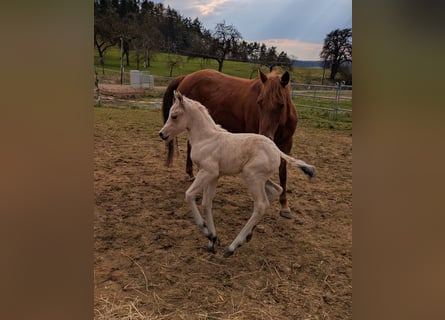 American Quarter Horse, Klacz, 14 lat
