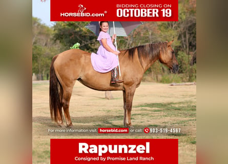 American Quarter Horse, Klacz, 15 lat, 152 cm, Bułana