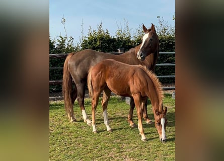 American Quarter Horse, Klacz, 15 lat, 153 cm, Ciemnokasztanowata