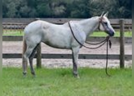 American Quarter Horse, Klacz, 15 lat, 155 cm, Siwa