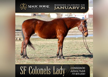 American Quarter Horse, Klacz, 16 lat, 152 cm, Gniada