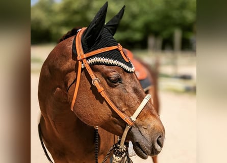 American Quarter Horse, Klacz, 16 lat, 155 cm, Ciemnokasztanowata