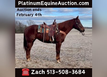 American Quarter Horse, Klacz, 16 lat, 155 cm, Ciemnokasztanowata