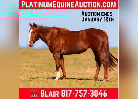 American Quarter Horse, Klacz, 16 lat, 157 cm, Cisawa