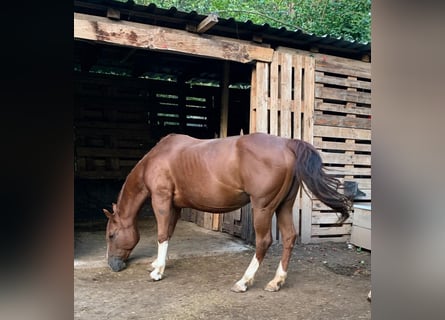 American Quarter Horse, Klacz, 17 lat, 140 cm, Kasztanowata