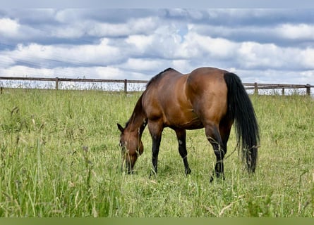 American Quarter Horse, Klacz, 17 lat, 154 cm, Gniada