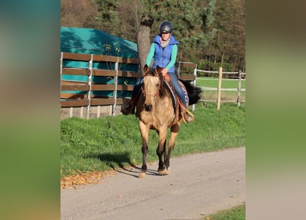 American Quarter Horse, Klacz, 17 lat, 154 cm, Jelenia