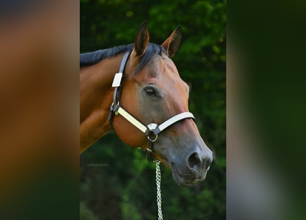 American Quarter Horse, Klacz, 17 lat, 160 cm, Gniada