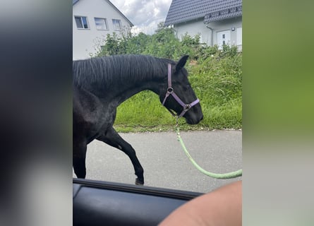 American Quarter Horse, Klacz, 18 lat, 145 cm, Stalowosiwy