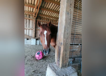 American Quarter Horse, Klacz, 18 lat, 149 cm, Kasztanowata