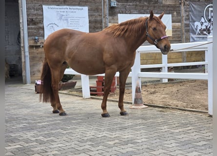 American Quarter Horse, Klacz, 18 lat, 150 cm, Ciemnokasztanowata