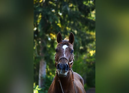 American Quarter Horse, Klacz, 18 lat, Ciemnokasztanowata