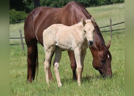 American Quarter Horse, Klacz, 19 lat, 150 cm, Ciemnokasztanowata