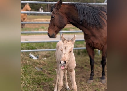 American Quarter Horse, Klacz, 19 lat
