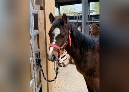 American Quarter Horse Mix, Klacz, 1 Rok, 140 cm, Ciemnogniada
